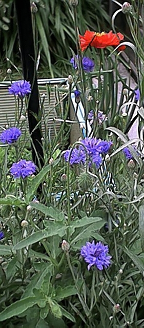 Poppies and Cornflowers (26 June)